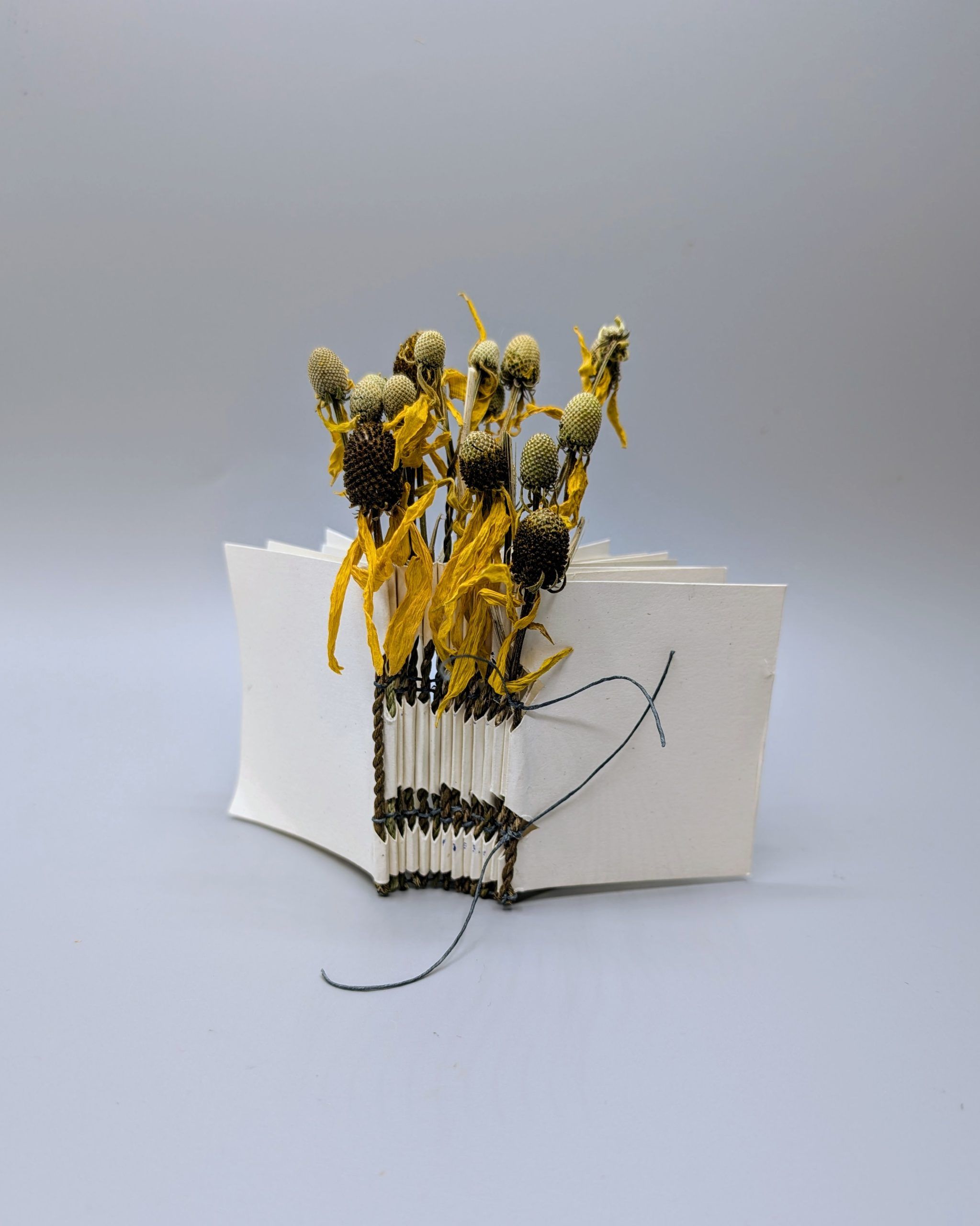 Image is of an accordion book with purple and red covers. 